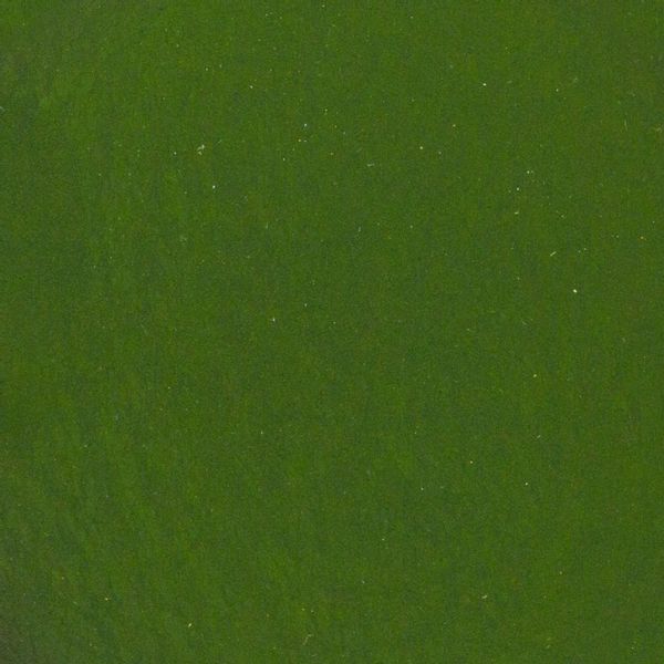 Spirulina w proszku 250g zdjęcie 3