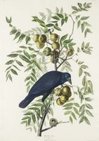 Plakat 21x29,7cm Wrona Amerykańska, J.J. Audubon Vintage do Salonu