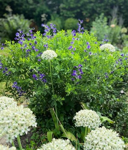 Baptysja Błękitna Bylina DŁUGOWIECZNA Mrozoodporna -35 Stopni Sadzonka na Arena.pl