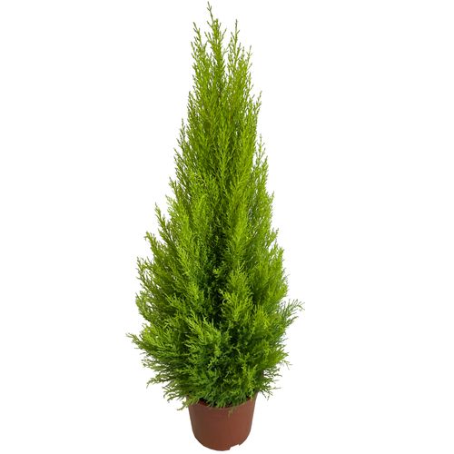 Cyprys Goldcrest Wilma 120 cm na Arena.pl