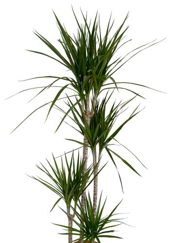 DRACENA MARGINATA 160 cm na Arena.pl