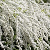 Tawuła szara Norweska GREFSHEIM Śnieżnobiały kwiat Sadzonki w doniczkach