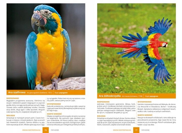 PTAKI ŚWIAT ATLAS PTAKÓW ŚWIATA 250 GATUNKÓW TWARDA OPRAWA KSIĄŻKA PREZENT zdjęcie 3