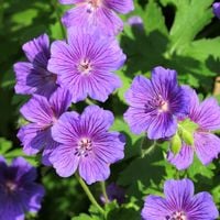 Bodziszek ogrodowy 'Nimbus' Niebieski Fioletowy (Geranium hybrida) Poj 1.0L