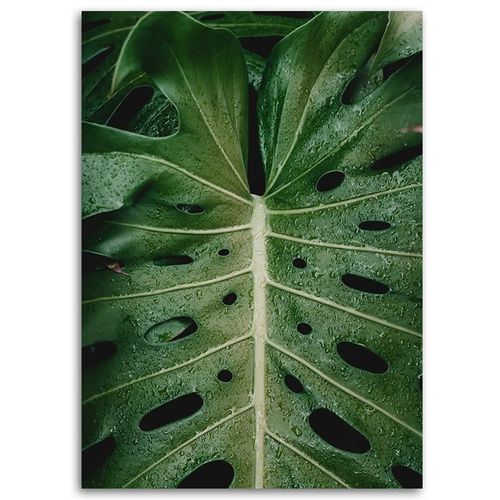 OBRAZ NA PŁÓTNIE Monstera Liśc Natura 40x60 na Arena.pl