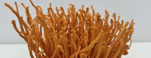 Maczużnik bojowy Cordyceps militaris substrat do uprawy grzybów na Arena.pl