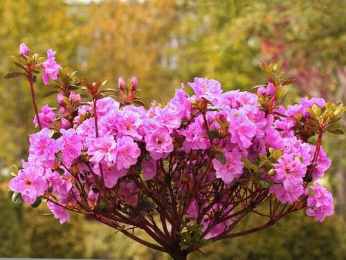 Azalia japońska Thekla C2 E na Arena.pl