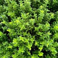 Trzmielina japońska 'Francien' Na Obwódki (Euonymus japonicus)