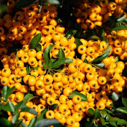 Ognik szkarłatny SOLEIL D'OR Żółty Miododajny Na żywopłot Duże sadzonki C2 na Arena.pl