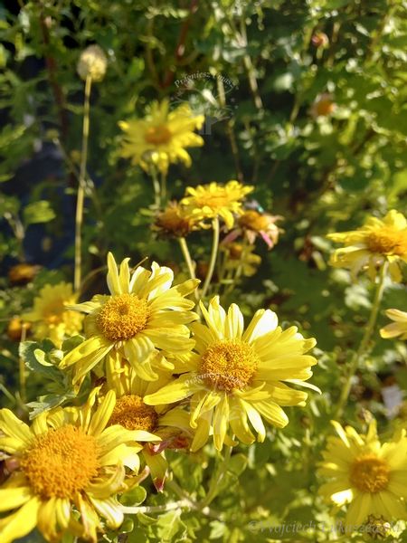 Złocień ogrodowy sadzonki do ogrodu zdjęcie 2