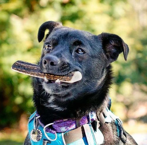 4Dogs Gryzak Z Poroża L Easy na Arena.pl