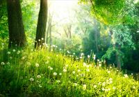 Fototapeta 3D ŁĄKA POLANA DRZEWA WIDOK 130x80 FLIZ