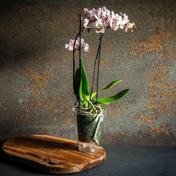 DONICZKA DONICA OSŁONKA NA STORCZYK KOLORY 12cm zdjęcie 5