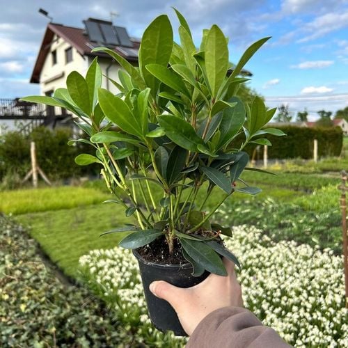 SKIMIA JAPOŃSKA Duże Sadzonki 1L 'Rubella' na Arena.pl