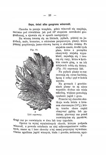 Kultura winorośli Konrad Niklewicz reprint 1893 na Arena.pl