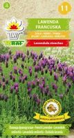 Lawenda francuska 0,1 g. nasiona zioła