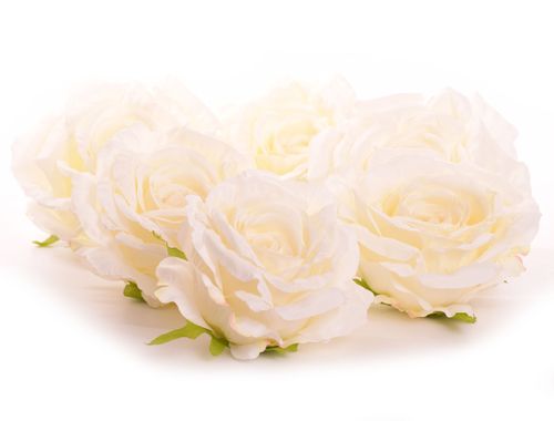 Róża główka ecri 6szt na Arena.pl