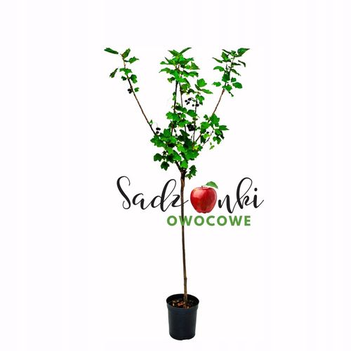 porzeczka CZARNA GIGANT OLBRZYMIA NA PNIU jak kule do kręgli, jak na Arena.pl