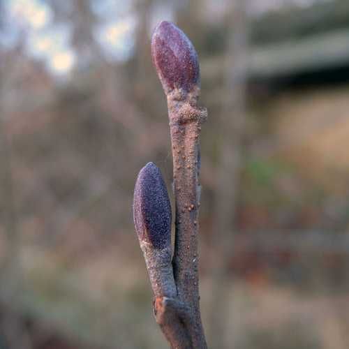 Olcha czarna (Alnus Glutinosa) 15/30cm na Arena.pl