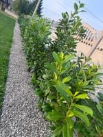 Laurowiśnia Novita 40-60cm sadzonki na żywopłot KILKUPĘDOWE 3-ktornie cięte