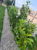 Laurowiśnia Novita 40-60cm sadzonki na żywopłot KILKUPĘDOWE 3-ktornie cięte
