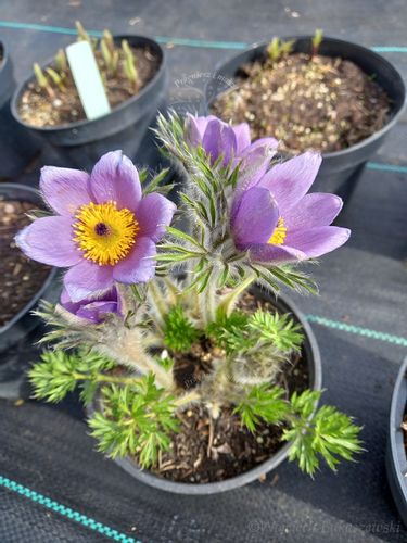 Sasanka zwyczajna na skalniak i taras na Arena.pl