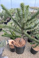 Araucaria araucana - Araukaria chilijska (małpie drzewo) 40-50cm