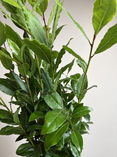 Liść laurowy przyprawa do kuchnii dodatek do zup na Arena.pl