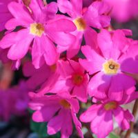 PIERWIOSNEK RÓŻOWY Gigas - sadzonki w doniczkach