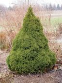 P9 MINIATUROWY GĘSTY ŚWIERK BIAŁY CONICA PICEA GLACUA 10-20 CM.