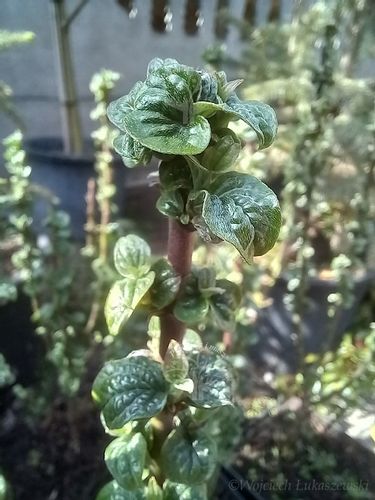 Dereń świdwa Compressa karbowane liście na Arena.pl