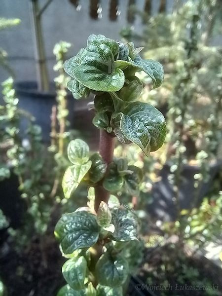 Dereń świdwa Compressa karbowane liście zdjęcie 2