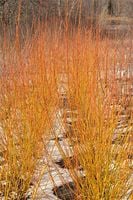 P11 Dekoracyjny krzew Wierzba Yellow Flame do ogrodu na żywopłot MIODODAJNY