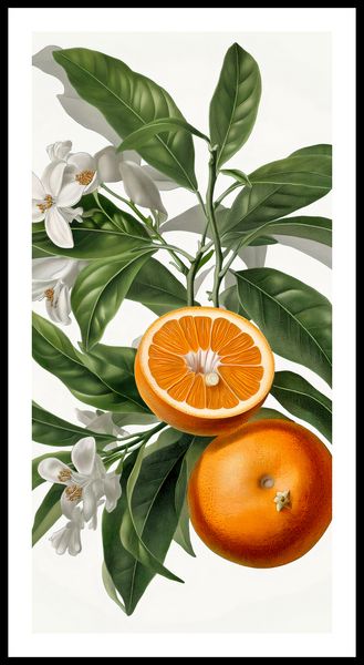 Plakat 50x100cm Dojrzałość Pomarańczy zdjęcie 3
