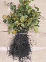 Grab pospolity na żywopłot sadzonki 20-40cm 50 szt