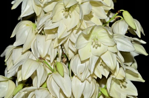 Juka karolińska ogrodowa (Yucca filamentosa) Doniczka 5L Jukka Yuca na Arena.pl