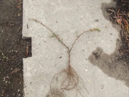 AGREST krzak duży czerwony obficie owocuje - sadzonki 30 / 40 cm na Arena.pl