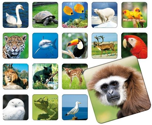 Adamigo Memory ZOO na Arena.pl