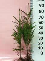 Świerk pospolity sadzonki 70-100 cm SZKÓŁKOWANY