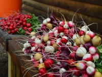 T8024 RZODKIEWKA NASIONA MIX ODMIAN TAŚMA NASIENNA 6M MIESZANKA KOLOROWA