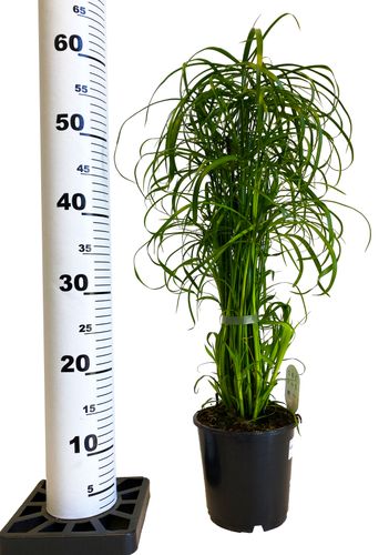 CIBORA Zmienna (Cyperus alternifolius) Papirus na Arena.pl