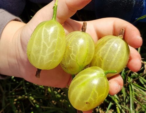 Nawóz Mikoryza Drzewa i Krzewy Owocowe Mycelium na Arena.pl