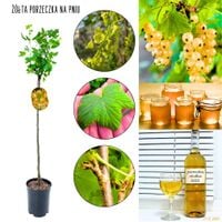 Żółta Porzeczka regularnie owocuje NA PNIU 80-120 cm
