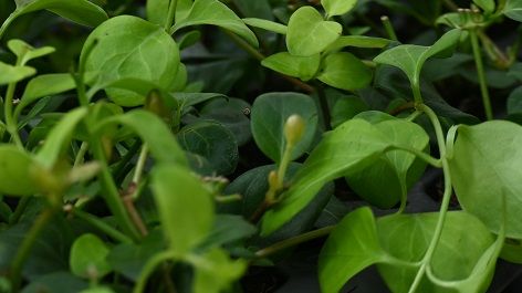 Barwinek większy - Vinca major na Arena.pl