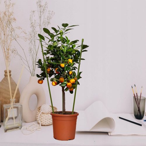 Podpórka do Kwiatów Podpora dla Roślin Doniczkowych Pnących Kwiatka 61cm 5x na Arena.pl