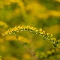 Nawłoć pomarszczona 'Fireworks' (Solidago rugosa) Doniczka 2.0L