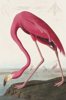 Plakat 61x91,5cm Różowy Flaming,  John James Audubon do Salonu