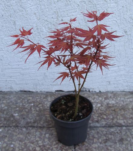 KLON PALMOWY PHOENIX - sadzonki w doniczkach na Arena.pl