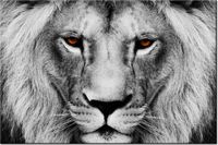 100 70CM OBRAZ PŁÓTNO LWIE SPOJRZENIE PŁÓTNO RAMA