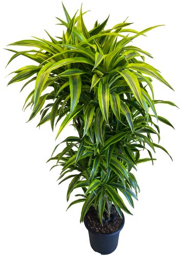 DRACENA LEMON LIME 160 cm na Arena.pl